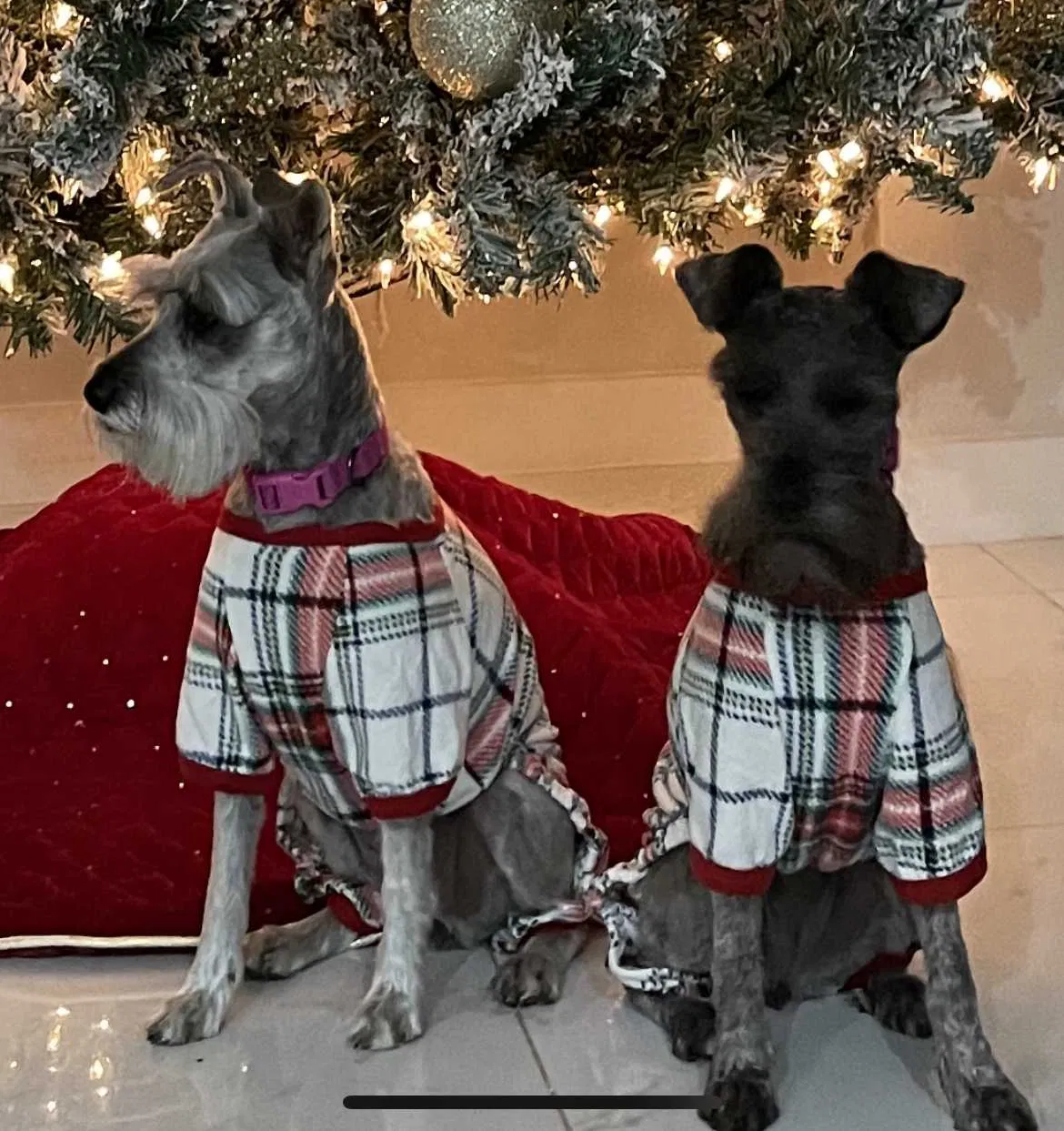Lost dog in Laredo, TX, 78041