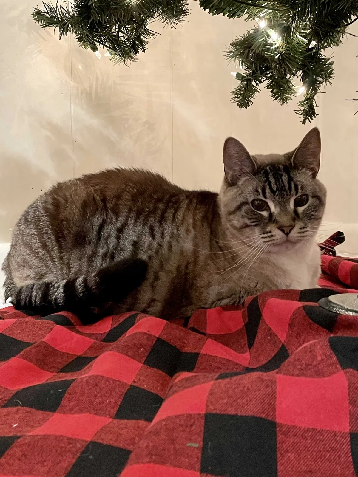 Lost cat in Kingwood, TX, 77339