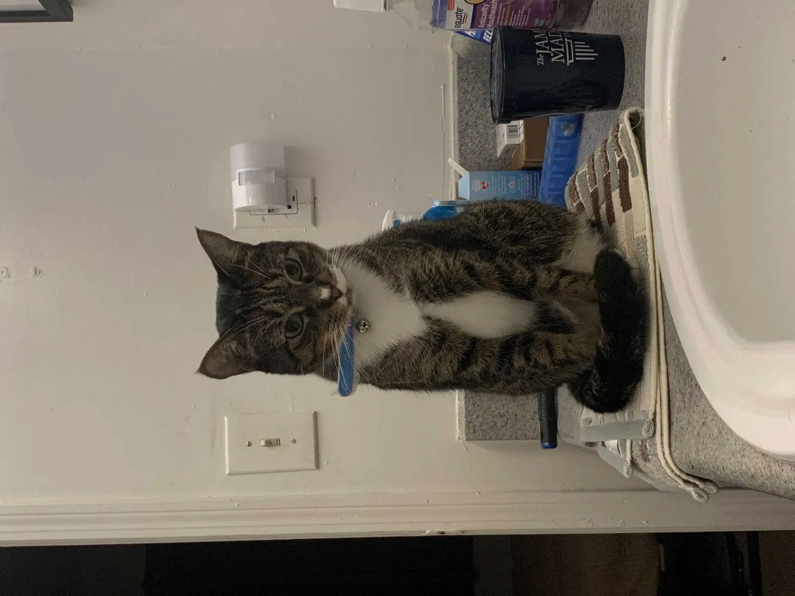 Lost cat in Tallahassee, FL, 32303