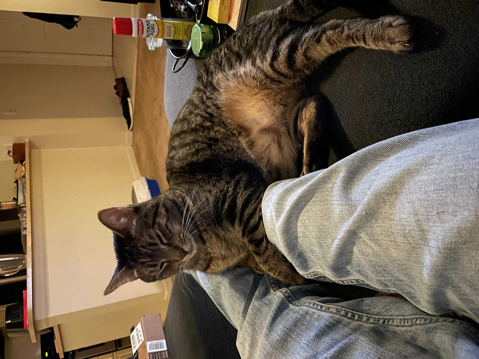Lost cat in Port Charlotte, FL, 33948
