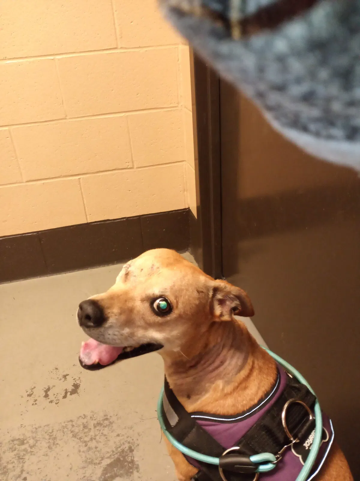 Lost dog in Mableton, GA, 30126