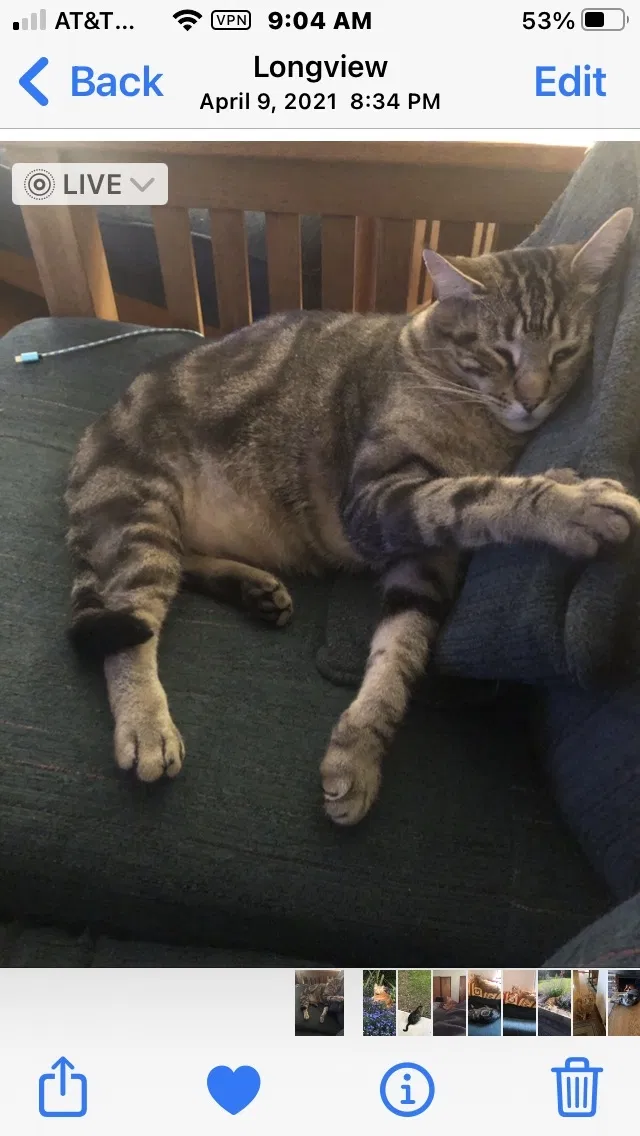 Lost cat in Longview, WA, 98632
