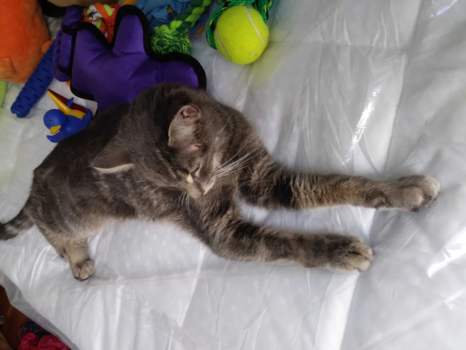 Found cat in Cleveland, OH, 44129