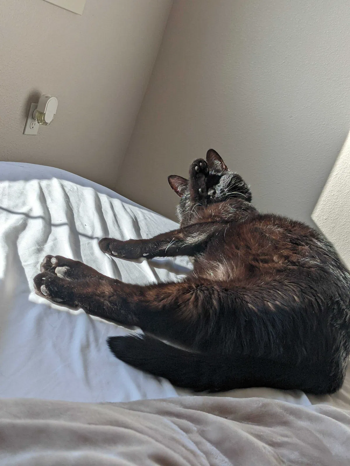 Lost cat in Littleton, CO, 80127