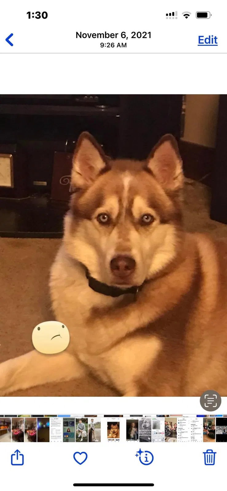 Lost dog in Green Bay, WI, 54311