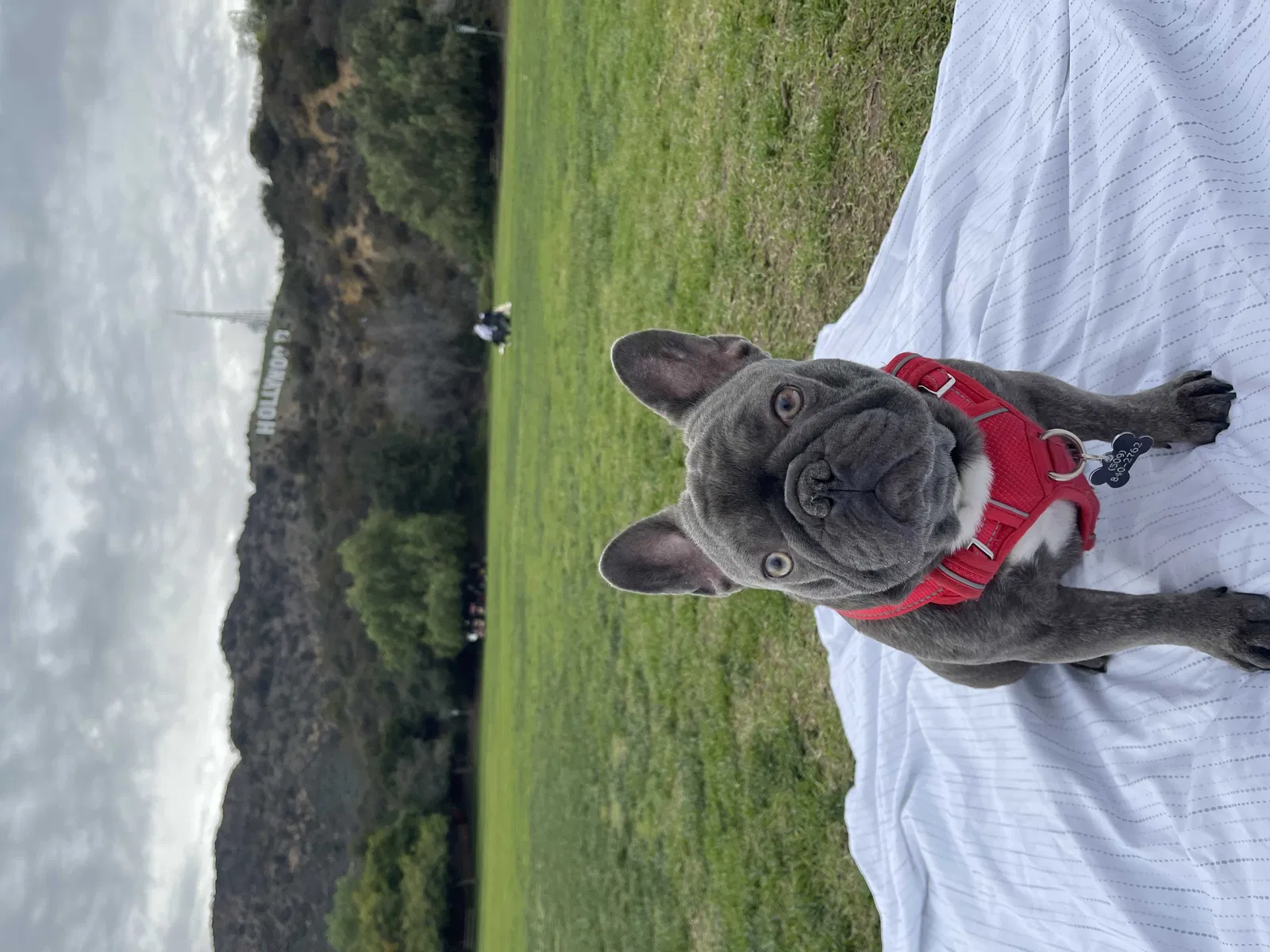 Lost dog in Los Angeles, CA, 90015
