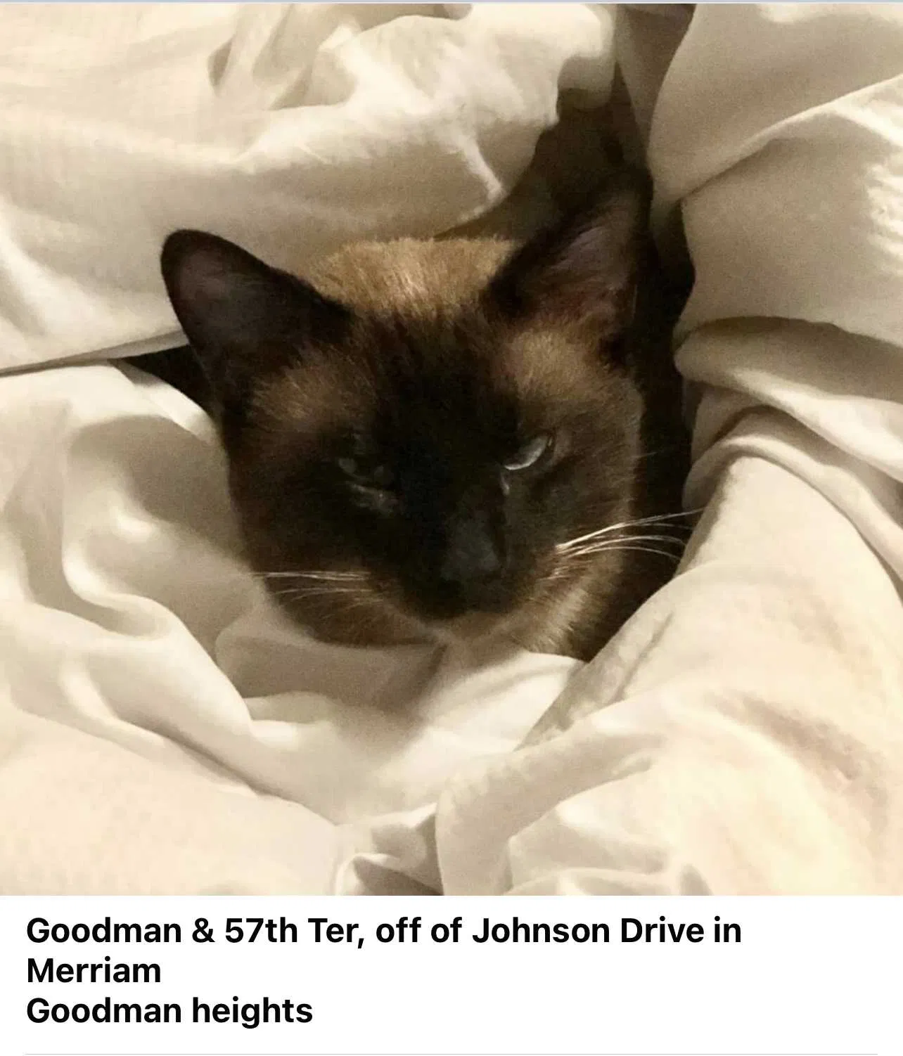 Lost cat in Mission, KS, 66202