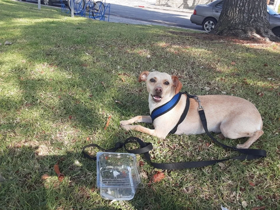 Lost dog in Costa Mesa, CA, 92626