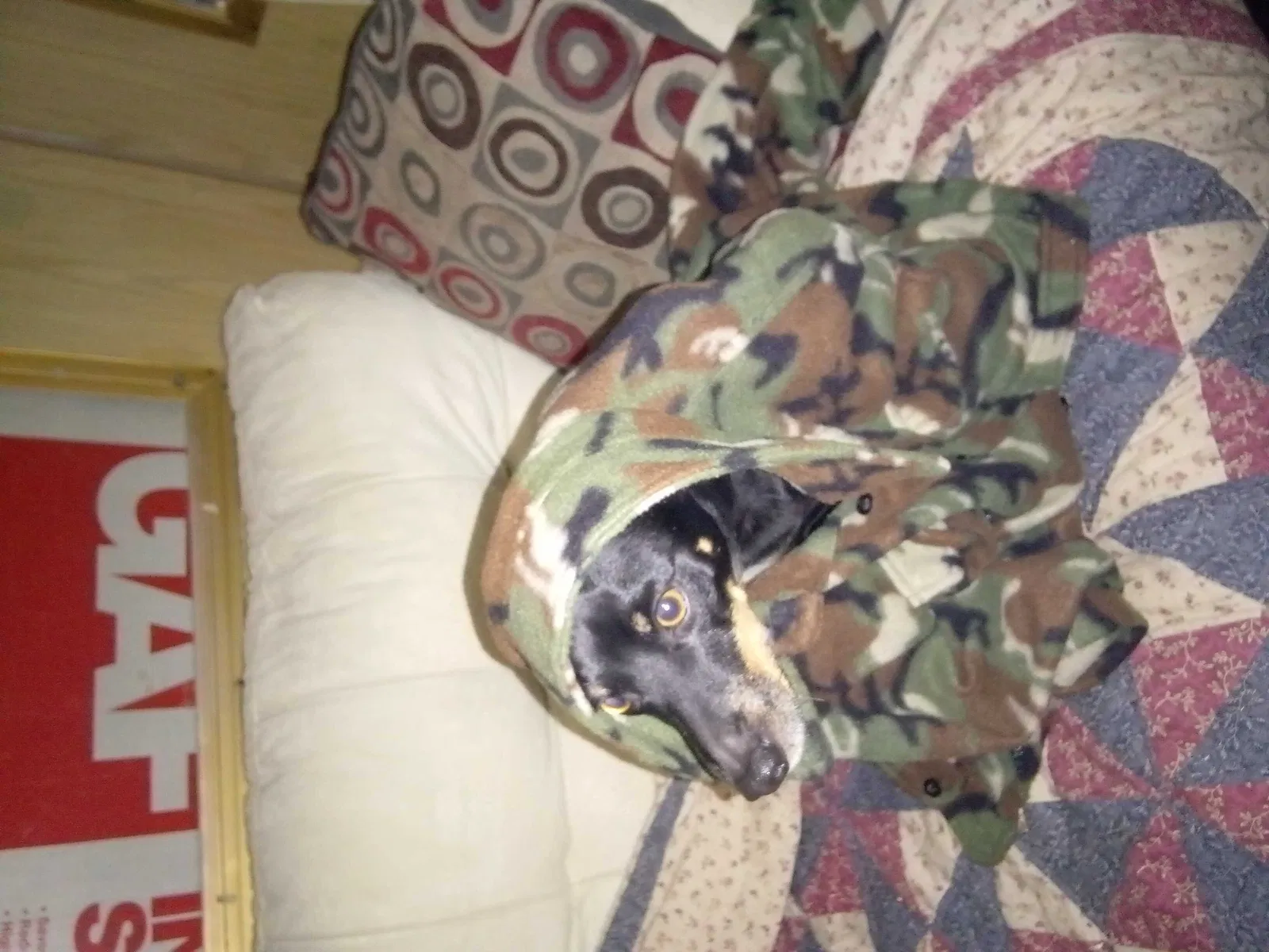 Lost dog in Lakeland, FL, 33801