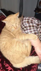 Lost cat in Sun Valley, CA, 91352