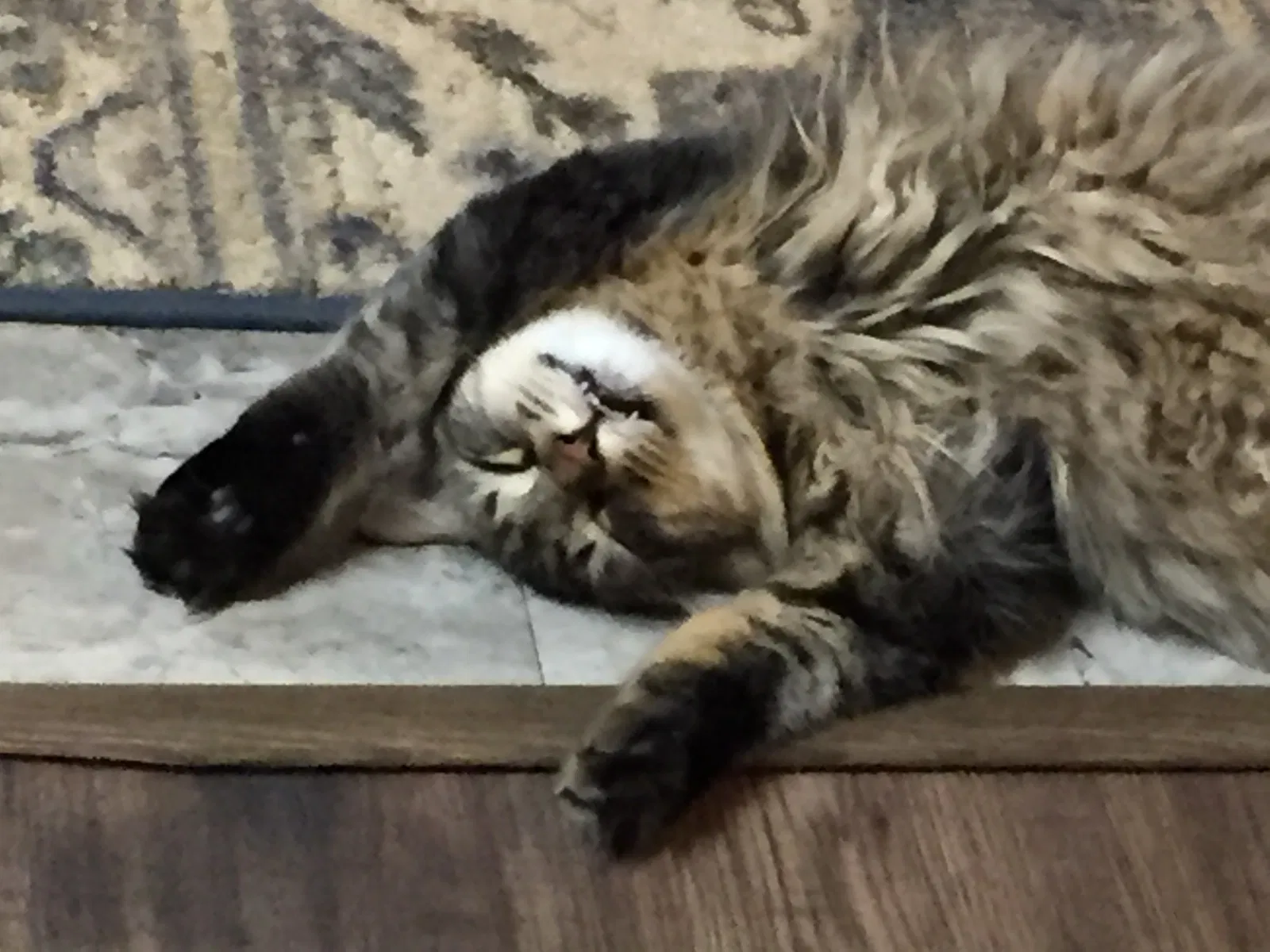 Lost cat in Lakebay, WA, 98349