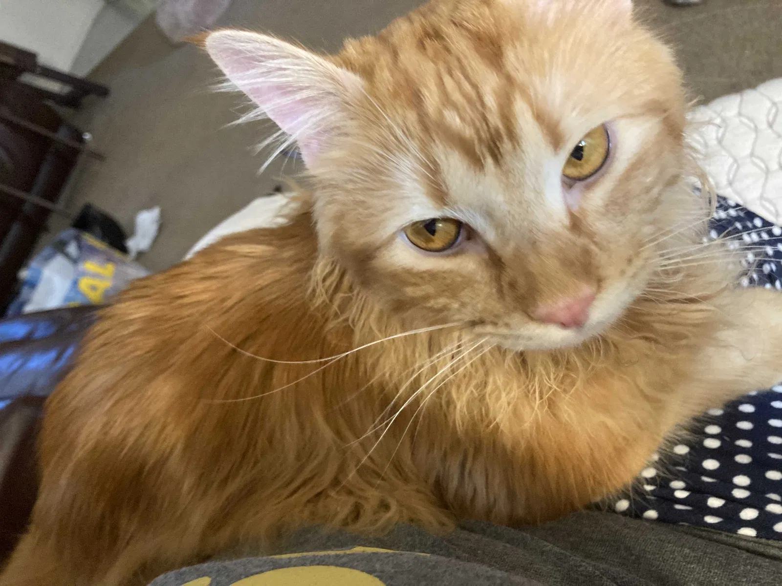 Lost cat in Puyallup, WA, 98371