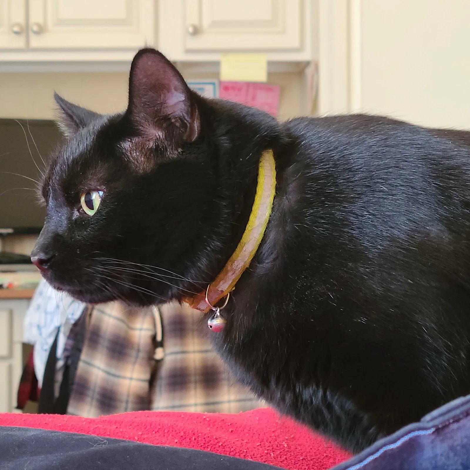 Lost cat in Rio Rancho, NM, 87144
