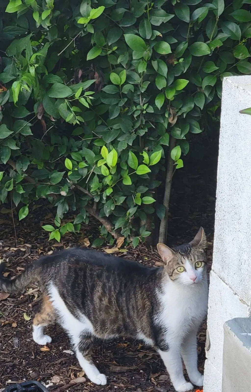 Lost cat in San Antonio, TX, 78211