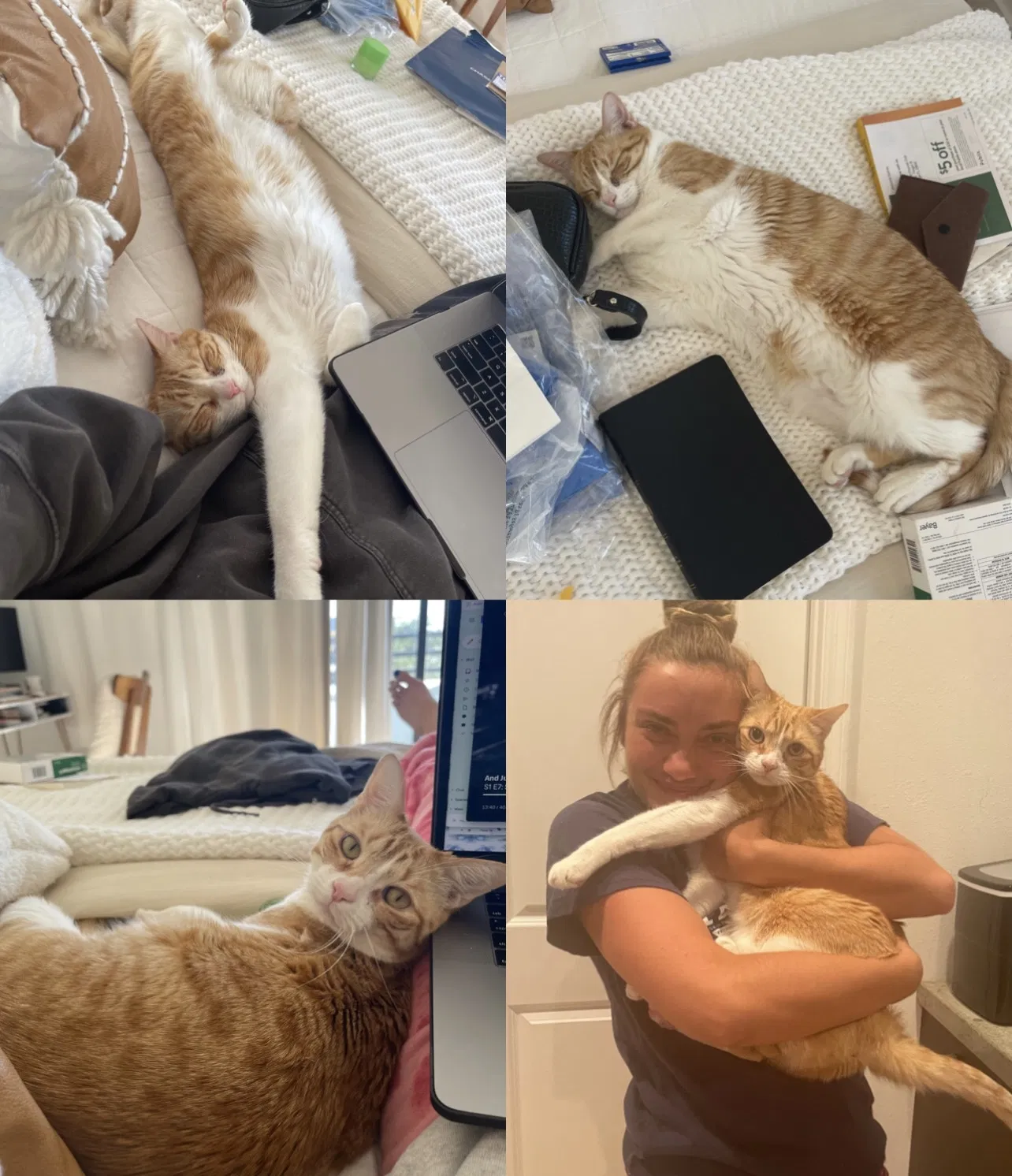 Lost cat in Tampa, FL, 33605