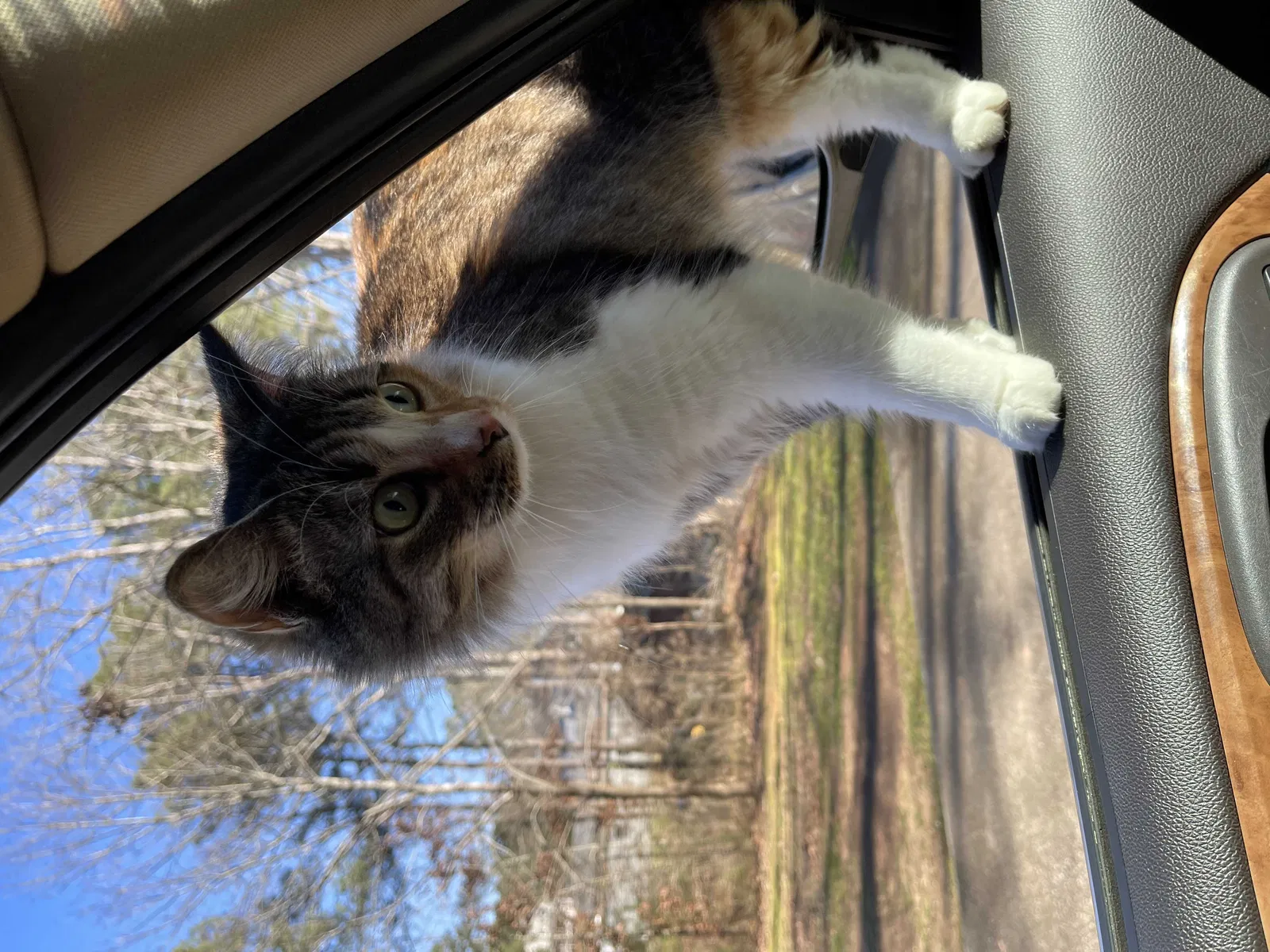 Lost cat in Acworth, GA, 30101