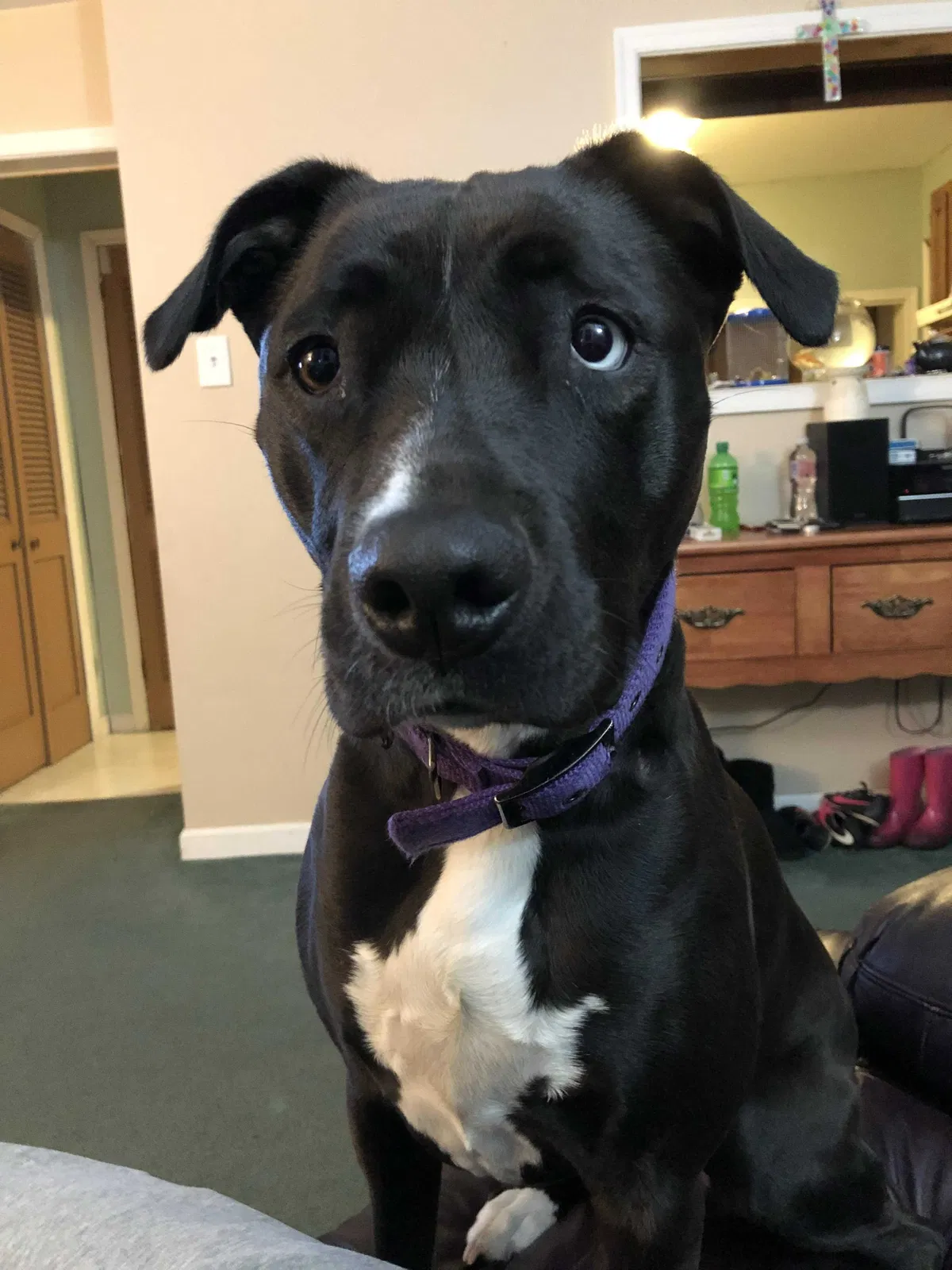 Lost dog in Oaklyn, NJ, 8107
