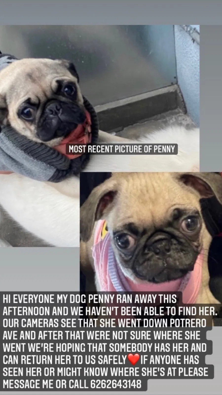 Lost dog in South El Monte, CA, 91733