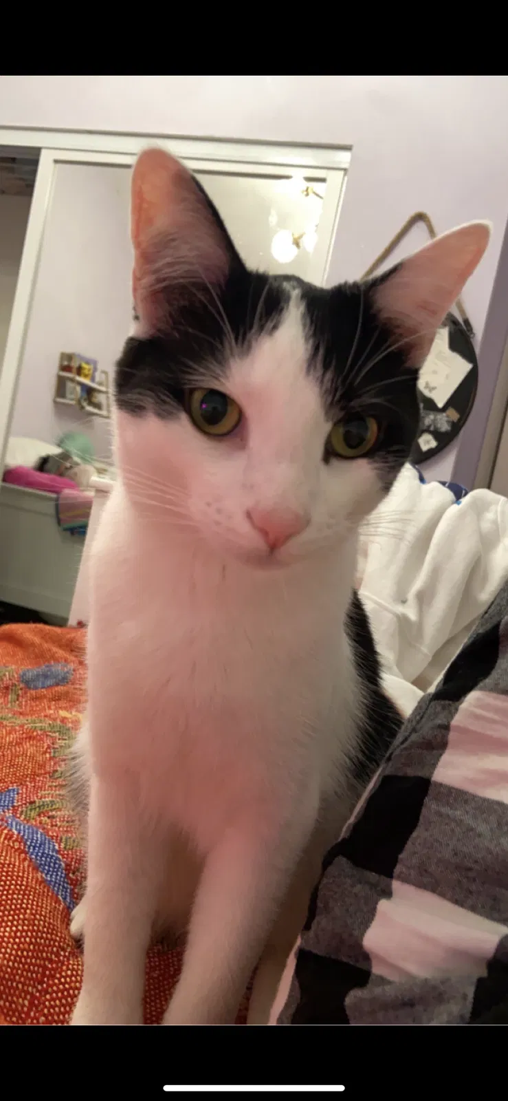 Lost cat in Laguna Niguel, CA, 92677