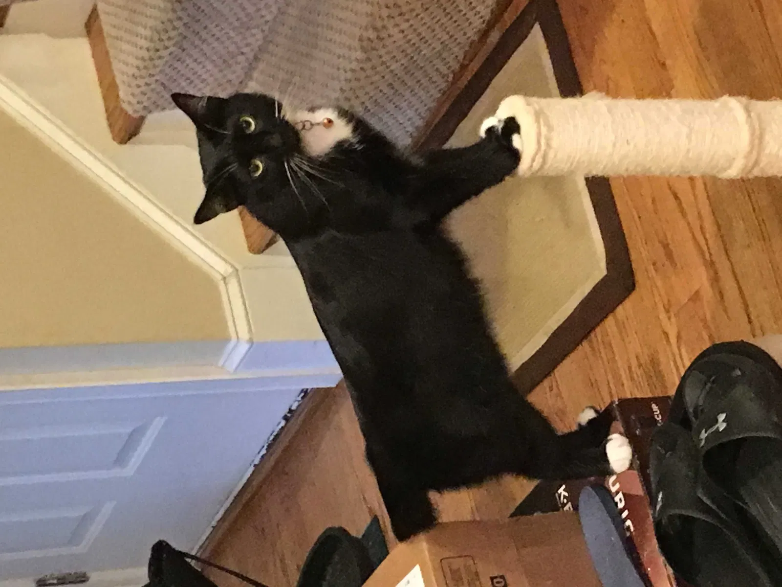 Lost cat in Mc Lean, VA, 22101