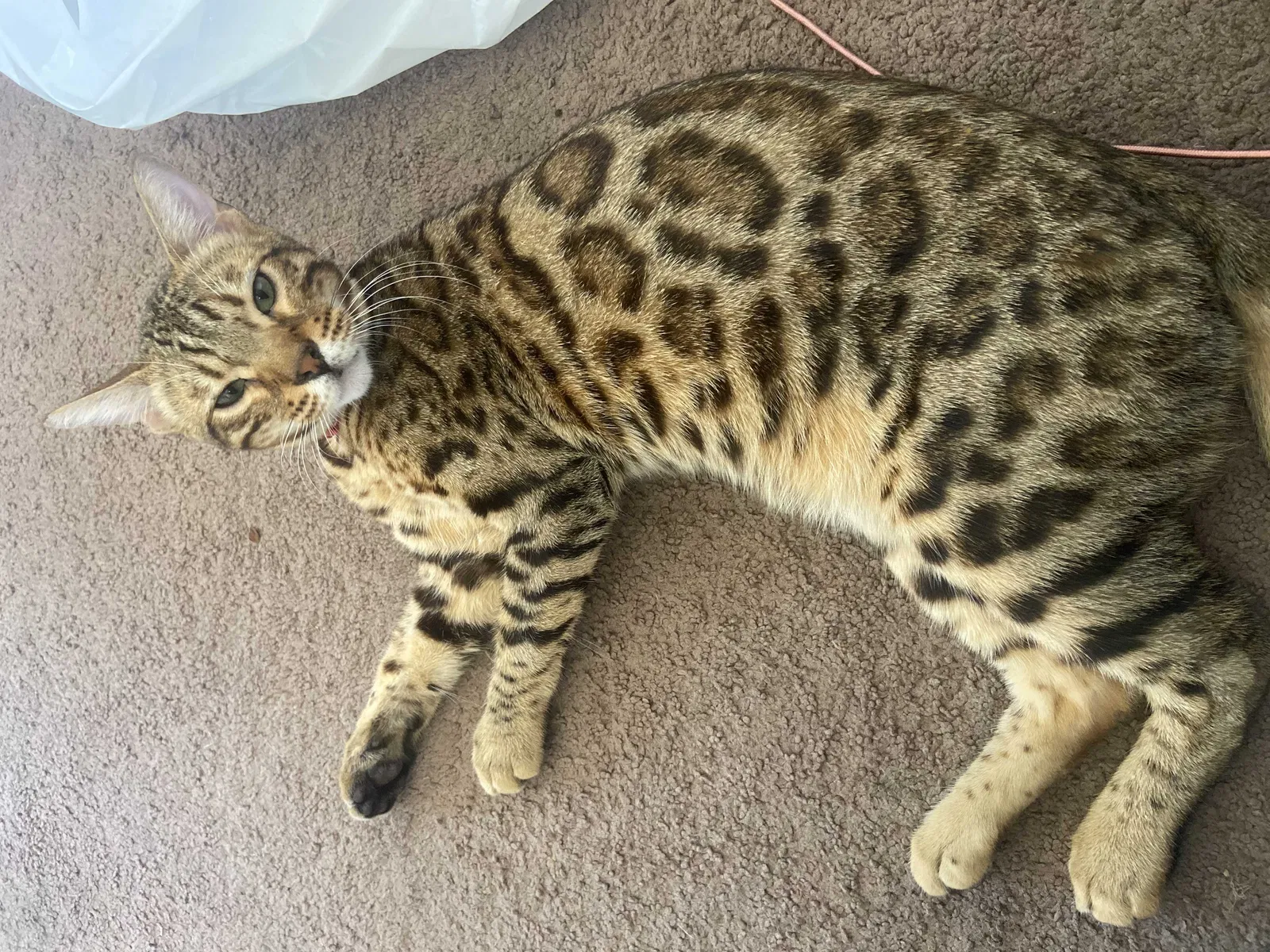Lost cat in Long Beach, CA, 90805