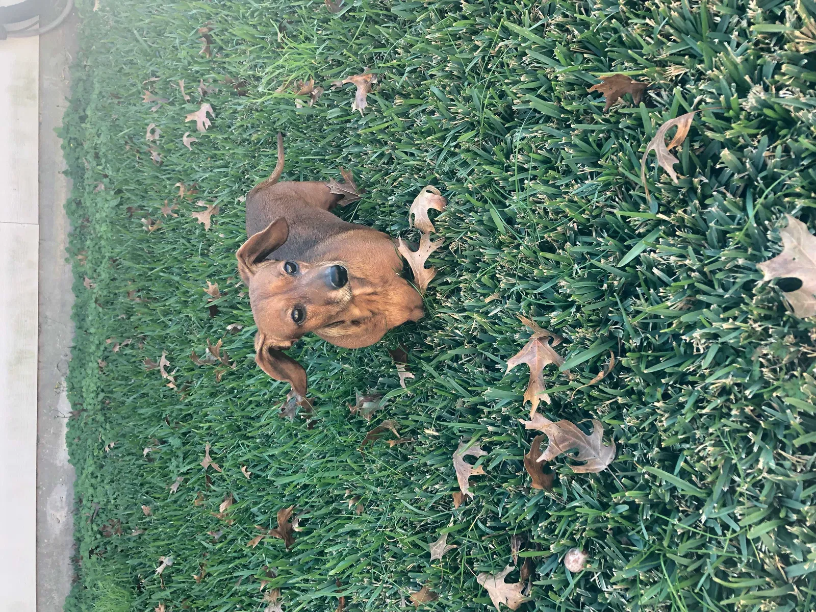 Found dog in Unknown, TX, 7449