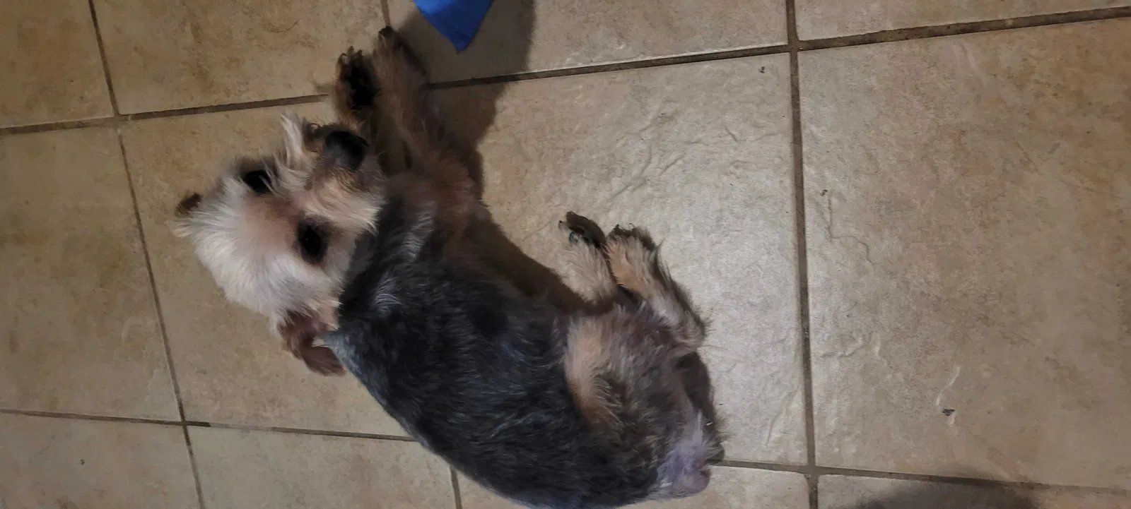 Lost dog in Phoenix, AZ, 85042