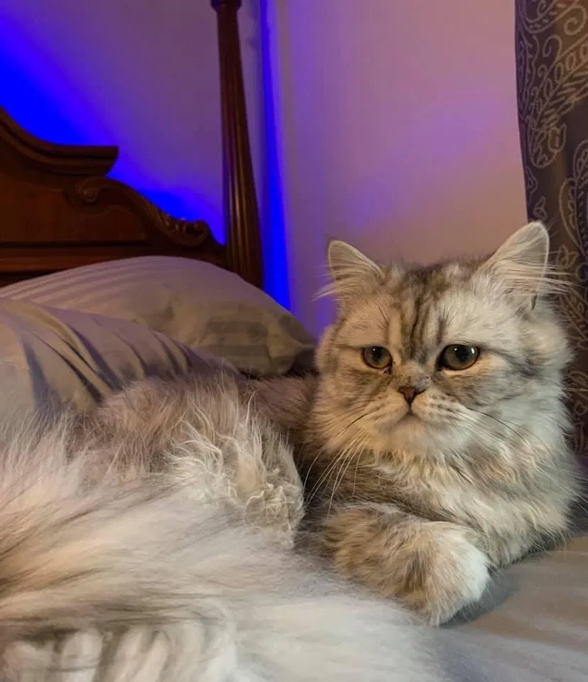 Lost cat in Augusta, GA, 30906
