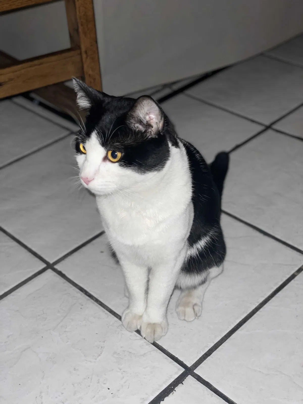 Lost cat in Sylmar, CA, 91342