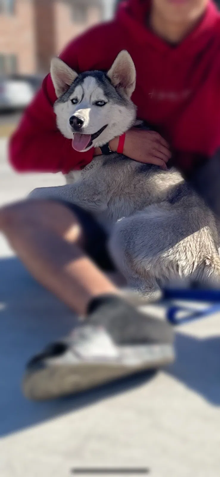 Lost dog in San Antonio, TX, 78238