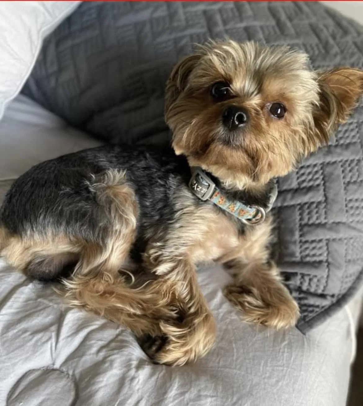 Lost dog in Las Vegas, NV, 89113
