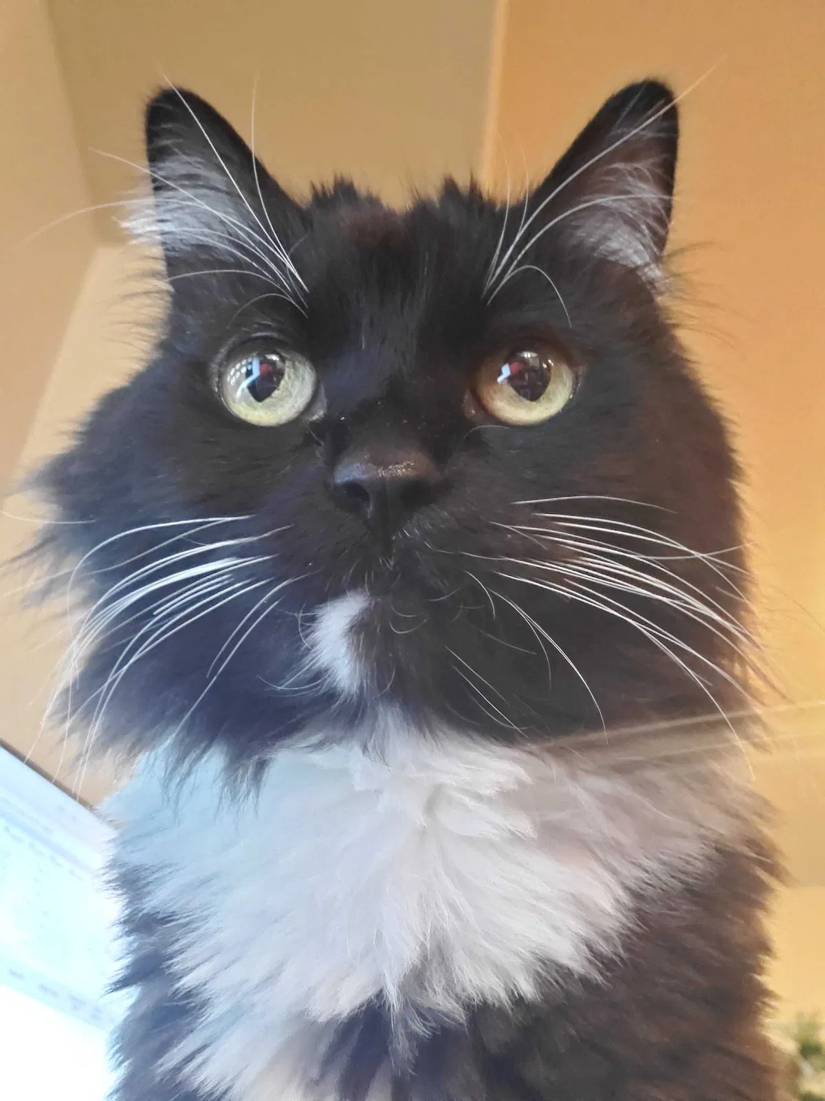 Lost cat in Phoenix, AZ, 85037
