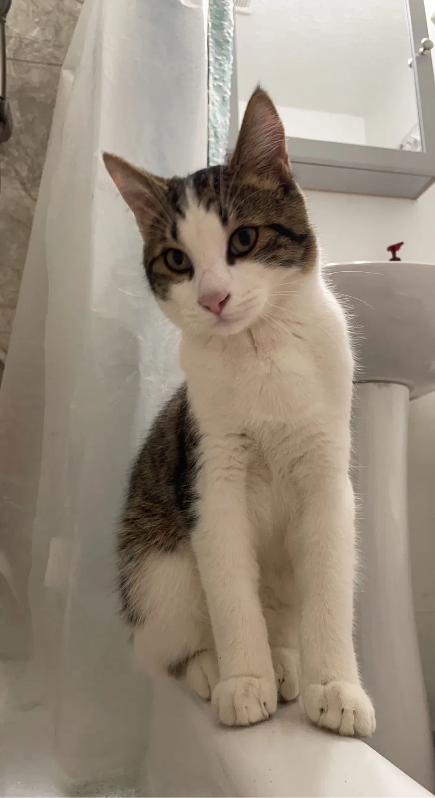 Lost cat in Beech Grove, IN, 46107