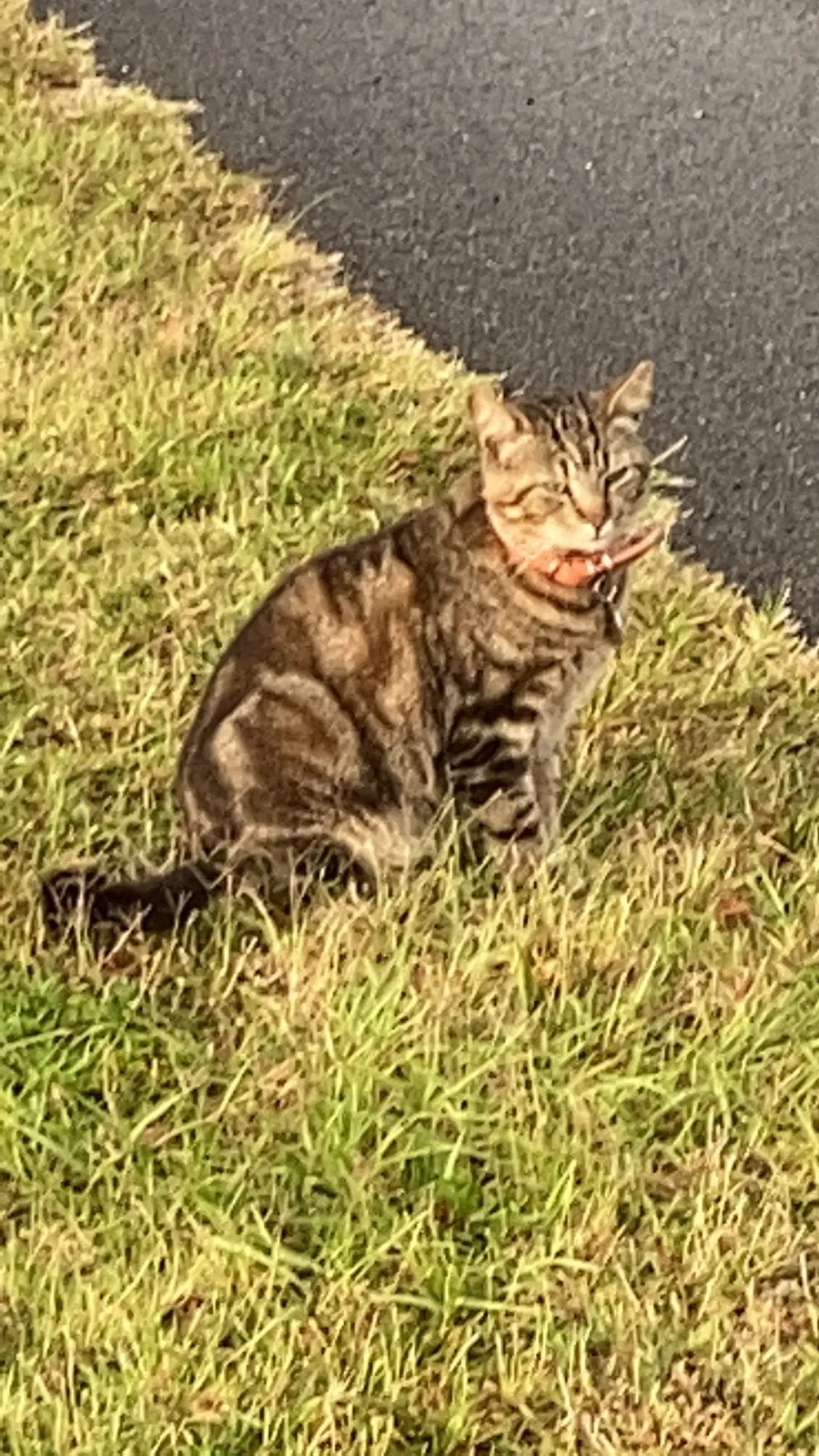 Lost cat in Melbourne, FL, 32934