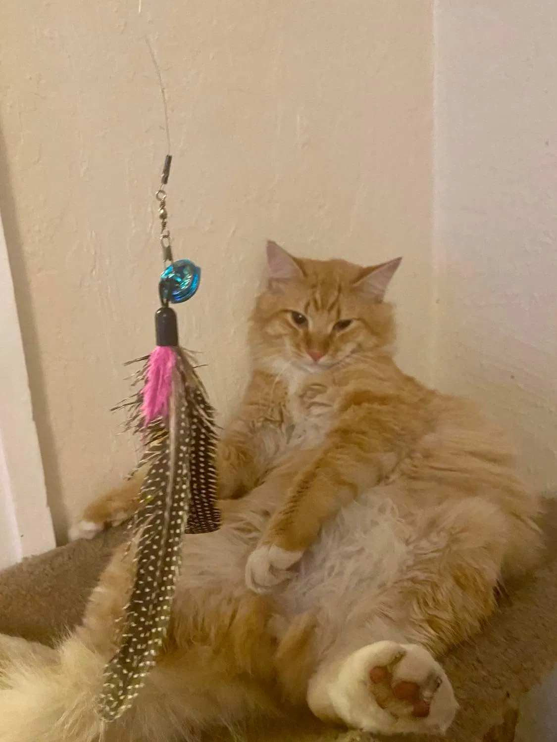Lost cat in Oakland, CA, 94606