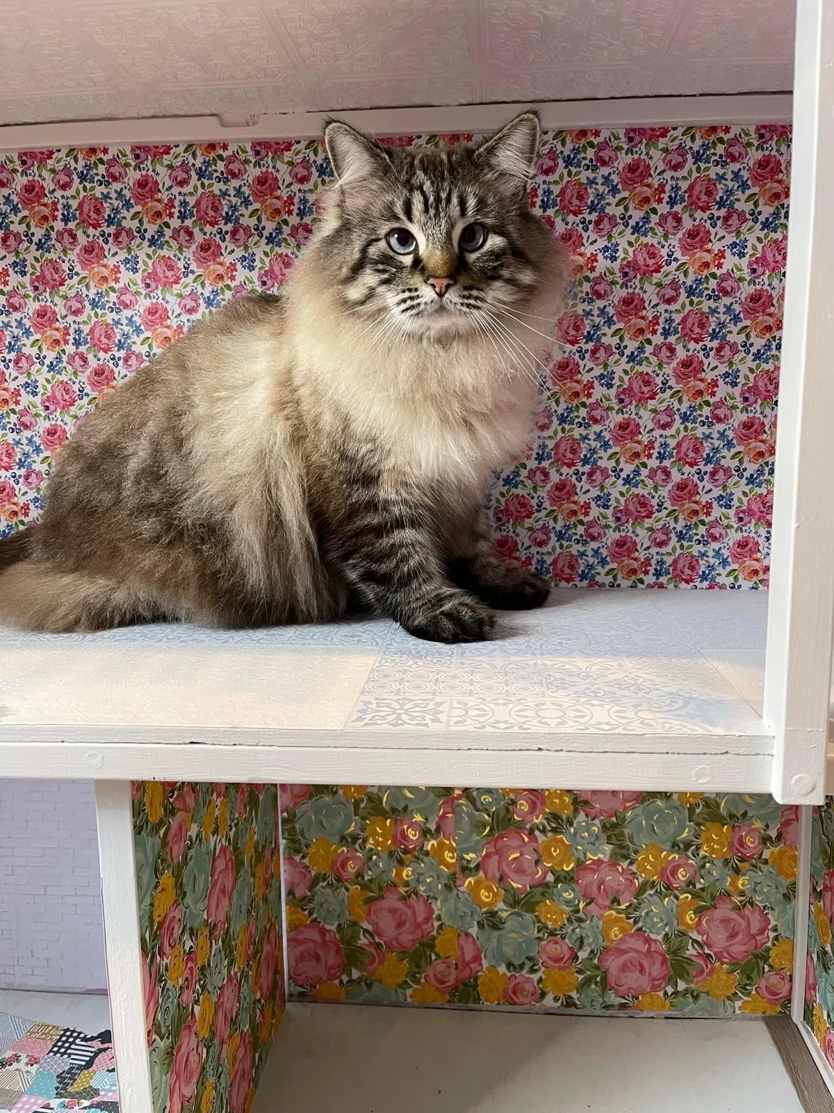 Lost cat in Dripping Springs, TX, 78620