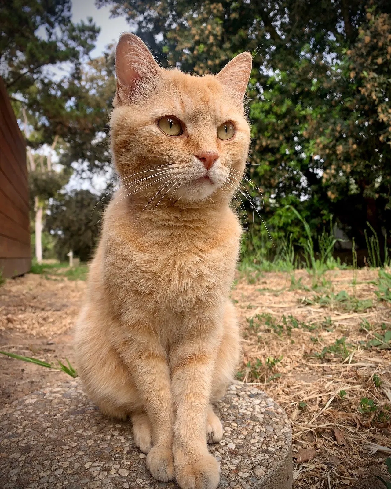 Lost cat in Kissimmee, FL, 34746