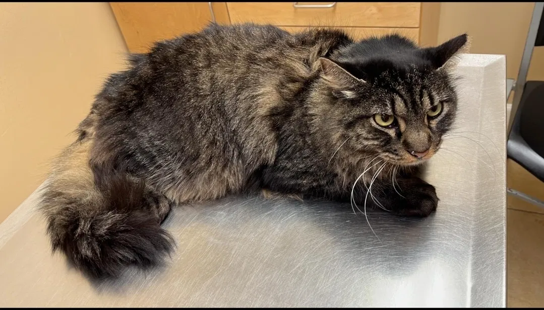 Lost cat in Katy, TX, 77494