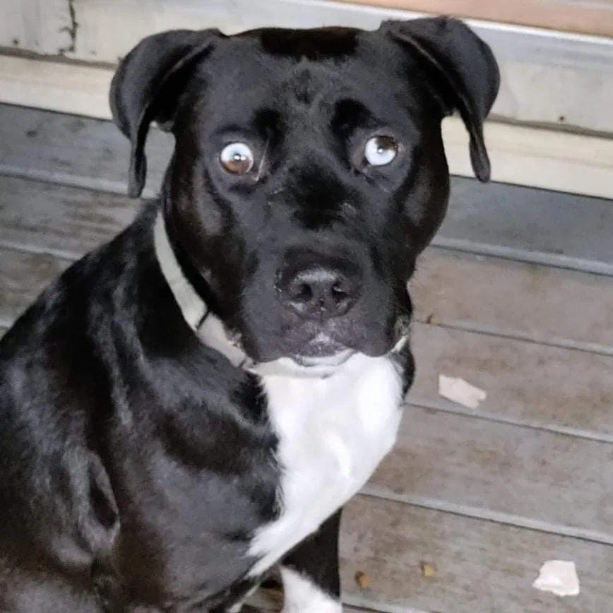 Lost dog in Leeds, AL, 35094