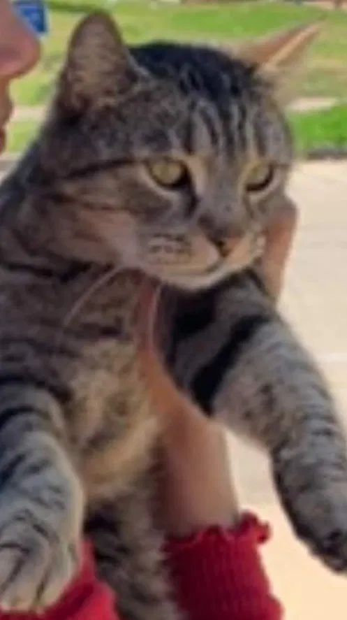 Lost cat in Houston, TX, 77047