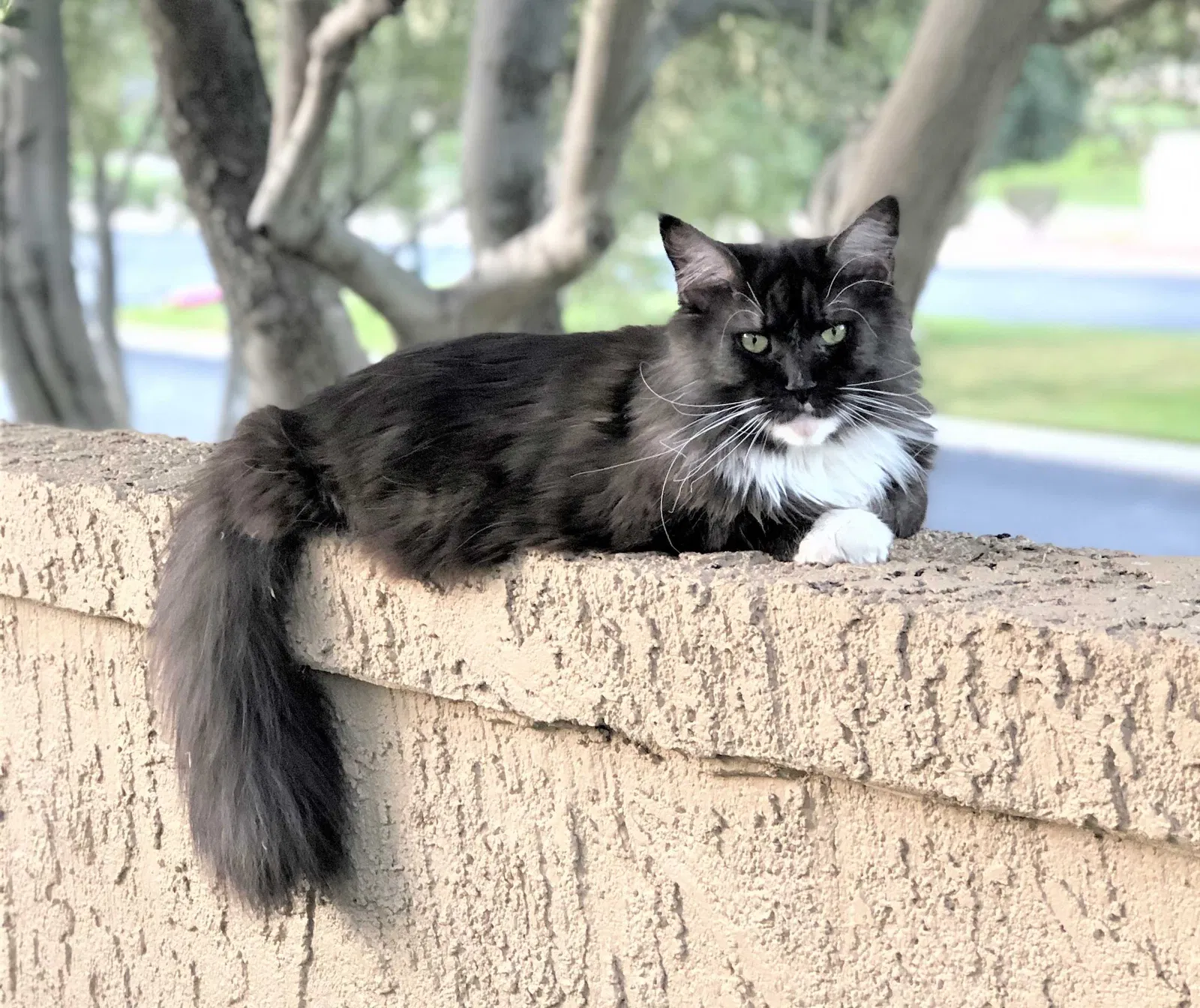 Lost cat in Las Vegas, NV, 89117