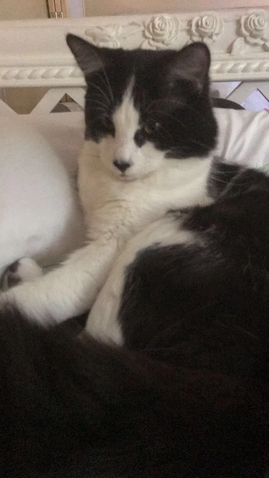 Lost cat in Bradenton, FL, 34205