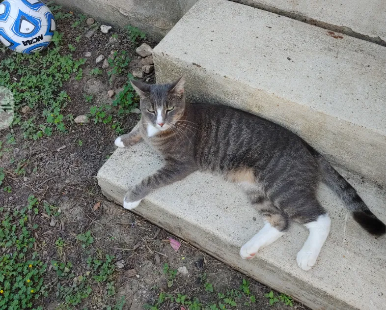 Lost cat in San Antonio, TX, 78245