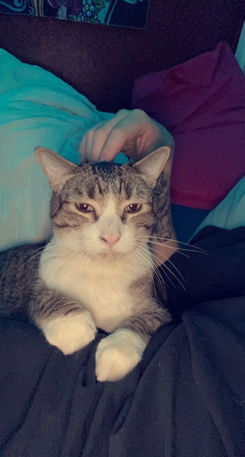 Lost cat in Peoria, AZ, 85345