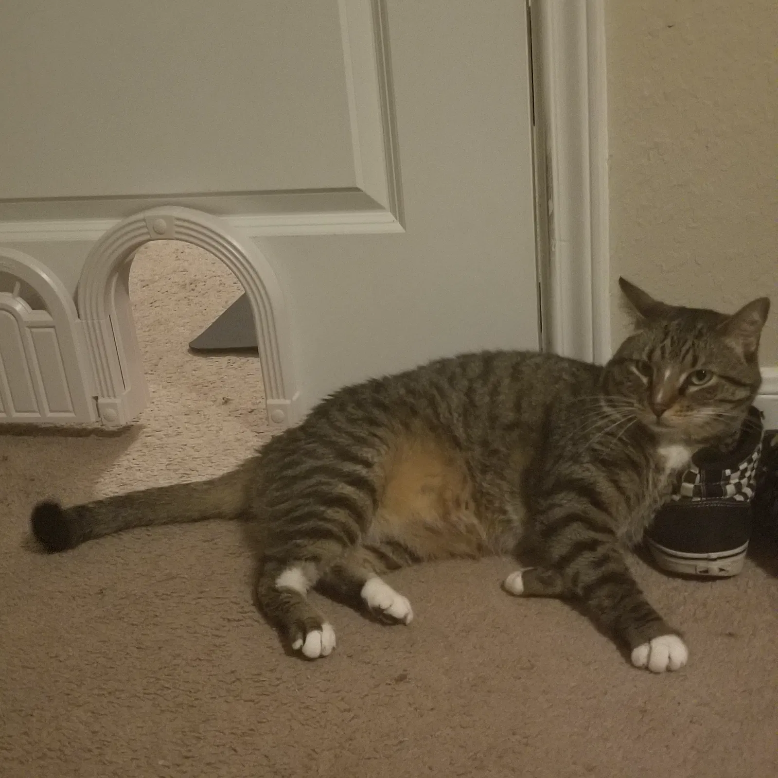 Lost cat in New Braunfels, TX, 78130