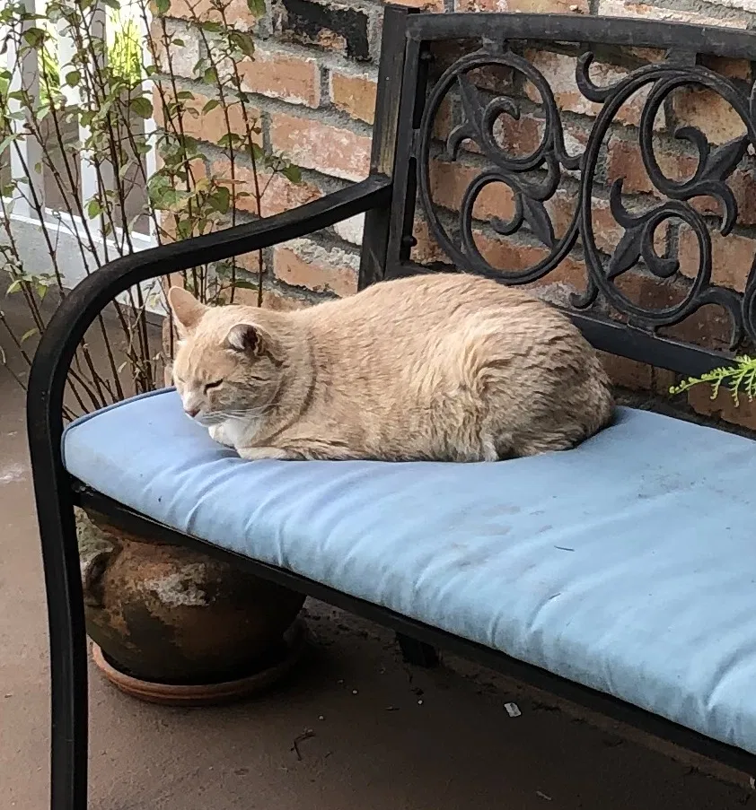 Lost cat in Santa Rosa, CA, 95404