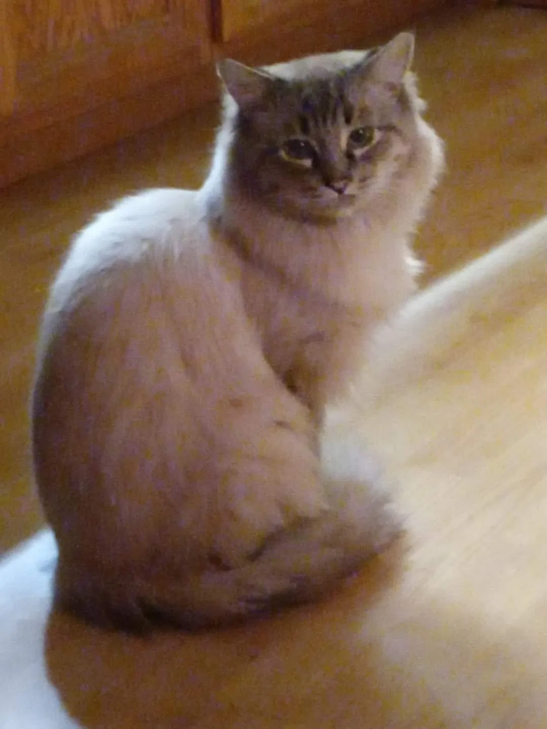 Lost cat in Youngtown, AZ, 85363