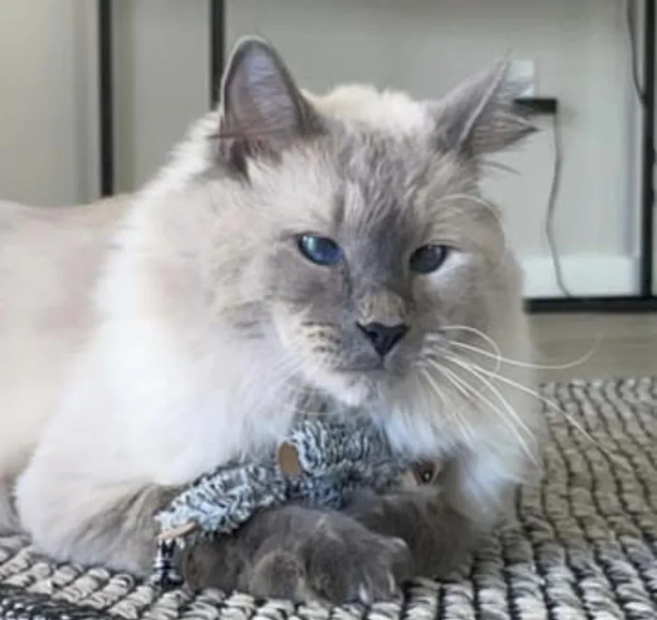Lost cat in Tuscaloosa, AL, 35405
