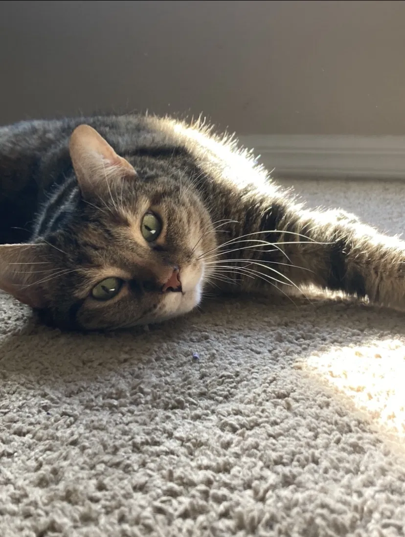 Lost cat in Lakeland, FL, 33810