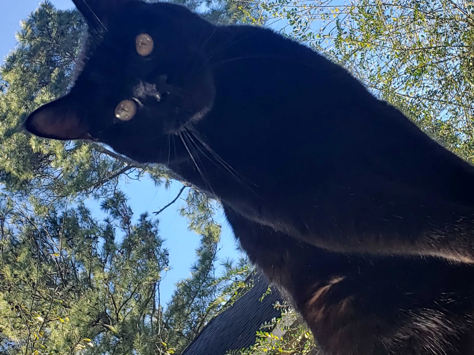 Lost cat in Spring, TX, 77379